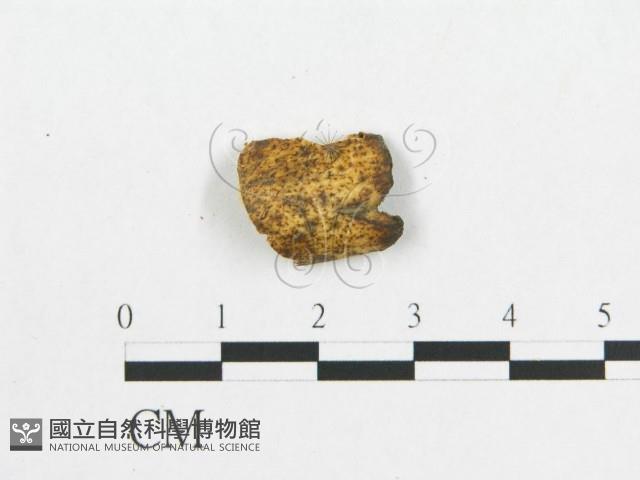 登錄號:F0017653藏品圖，第4張