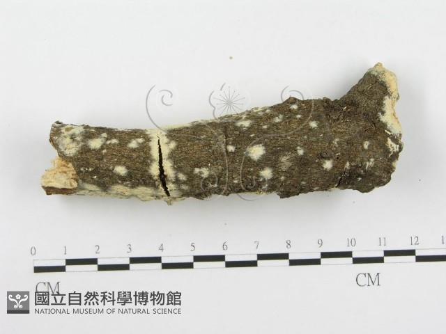 登錄號:F0020453藏品圖，第4張