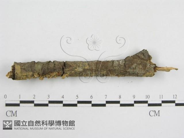 登錄號:F0007453藏品圖，第4張