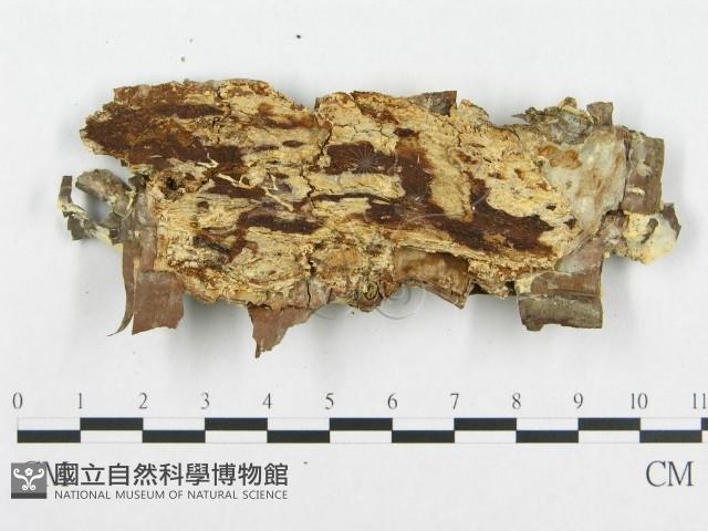 登錄號:F0017453藏品圖，第4張