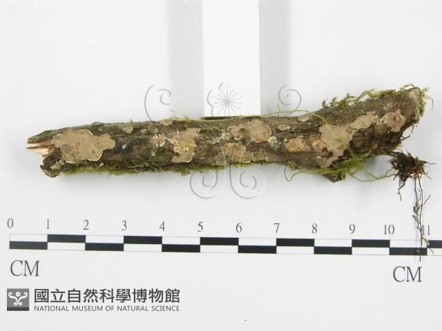 登錄號:F0013453藏品圖，第4張