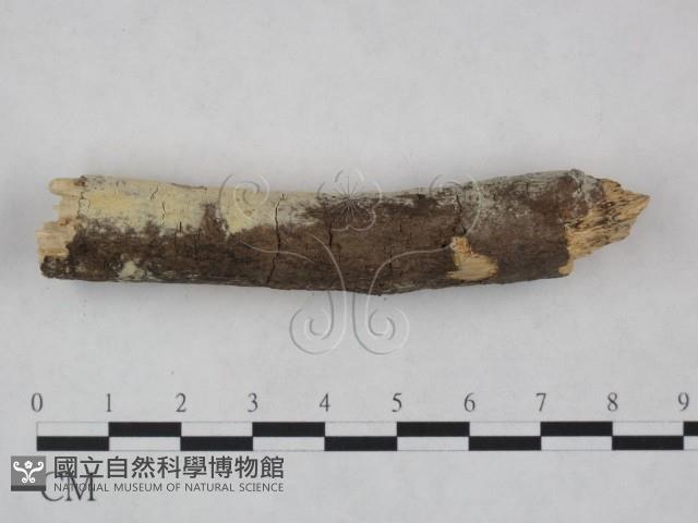 登錄號:F0021753藏品圖，第4張