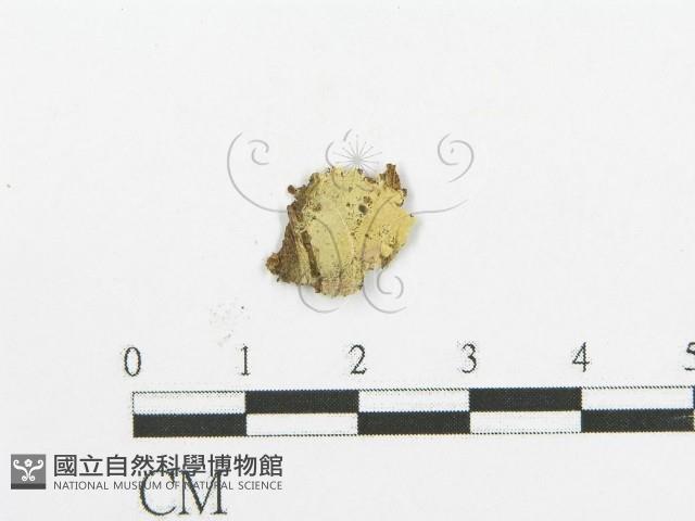 登錄號:F0015753藏品圖，第1張