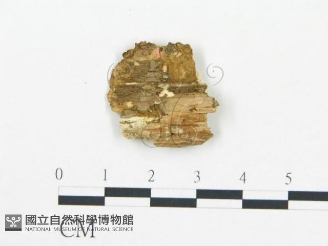 登錄號:F0019753藏品圖，第4張
