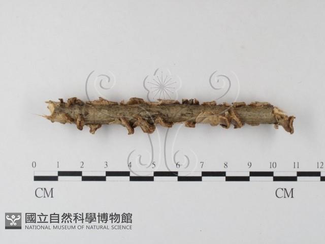 登錄號:F0023753藏品圖，第4張