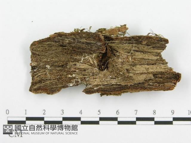 齒耳菌屬藏品圖，第4張