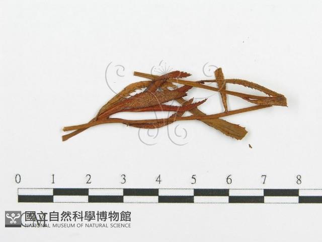 登錄號:F0011553藏品圖，第4張