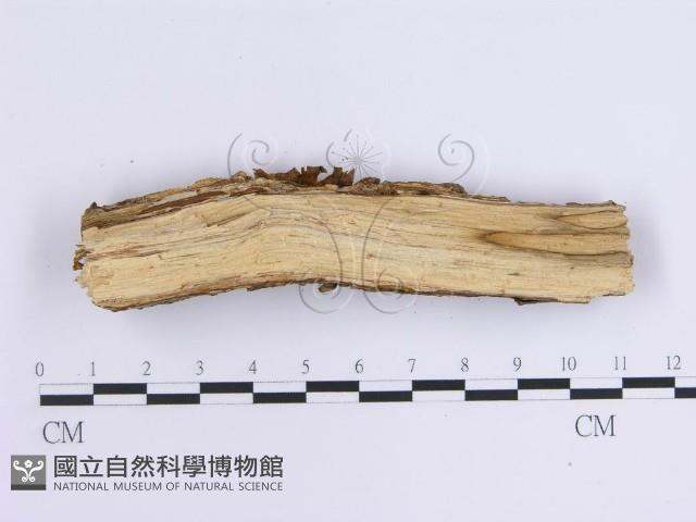 韌革菌屬藏品圖，第4張