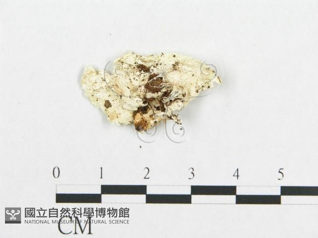 登錄號:F0017553藏品圖，第4張