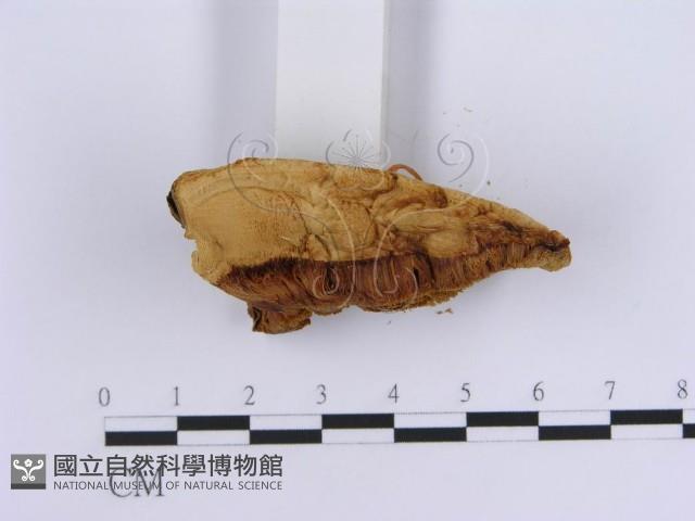 登錄號:F0007153藏品圖，第4張