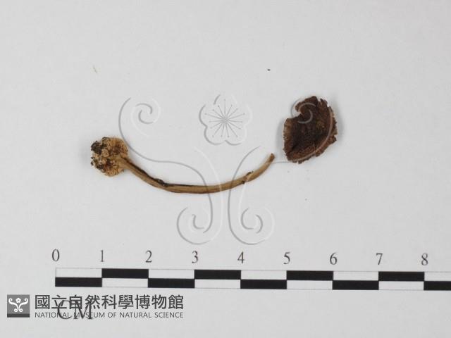 登錄號:F0019153藏品圖，第4張