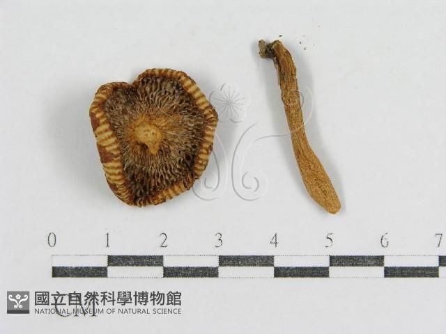 登錄號:F0013153藏品圖，第4張