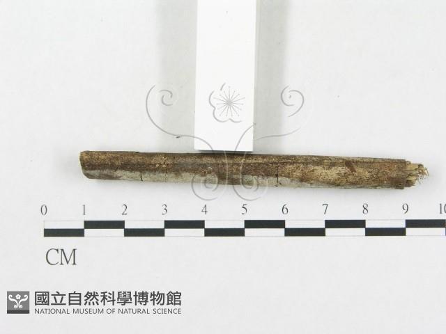 硬孔菌屬藏品圖，第4張