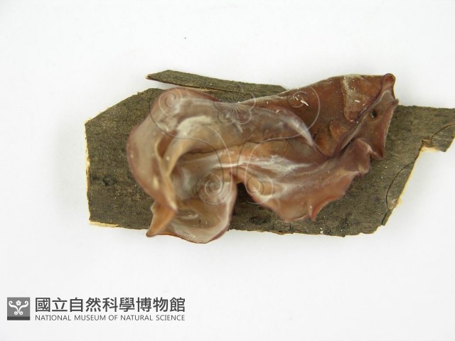 木耳藏品圖，第4張