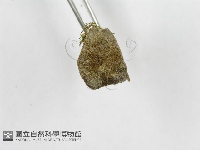 登錄號:F0007053藏品圖，第4張