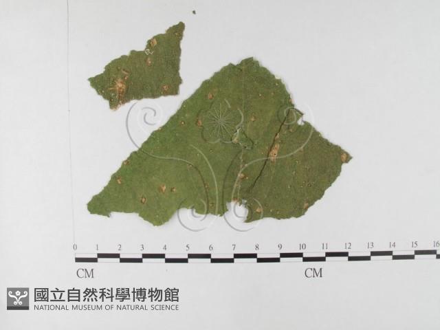 登錄號:F0026353藏品圖，第1張