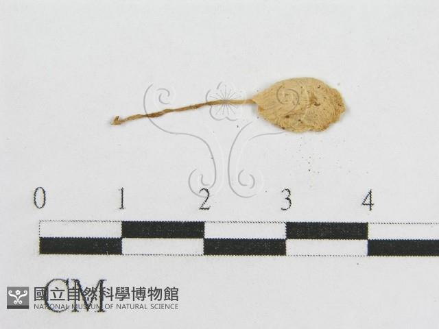 登錄號:F0014353藏品圖，第4張