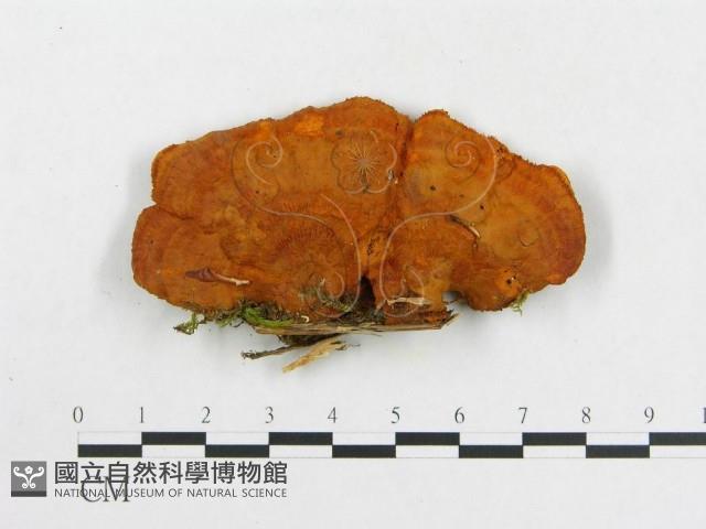 登錄號:F0017353藏品圖，第4張