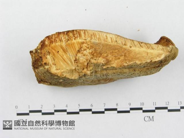 登錄號:F0008243藏品圖，第4張