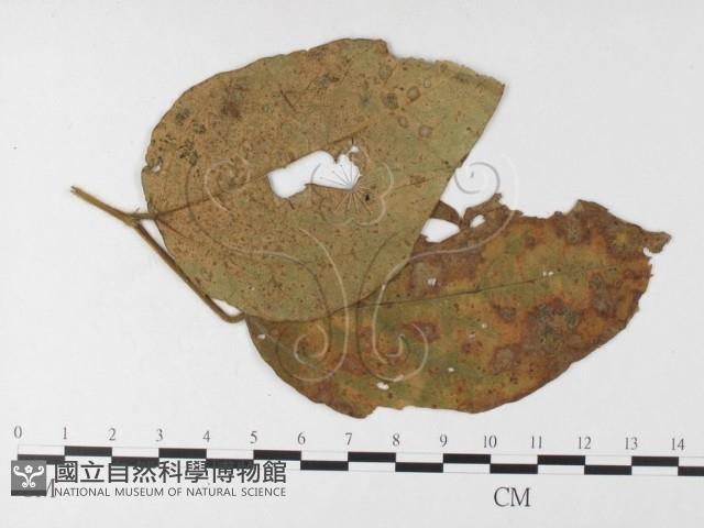 登錄號:F0026243藏品圖，第4張
