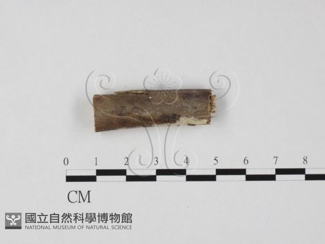 Accession Number:F0022243 Collection Image, Figure 4, Total 4 Figures