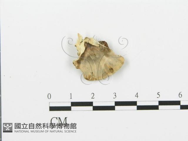 煙管菌藏品圖，第4張