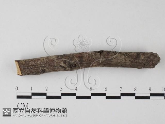 筍殼菌屬藏品圖，第4張