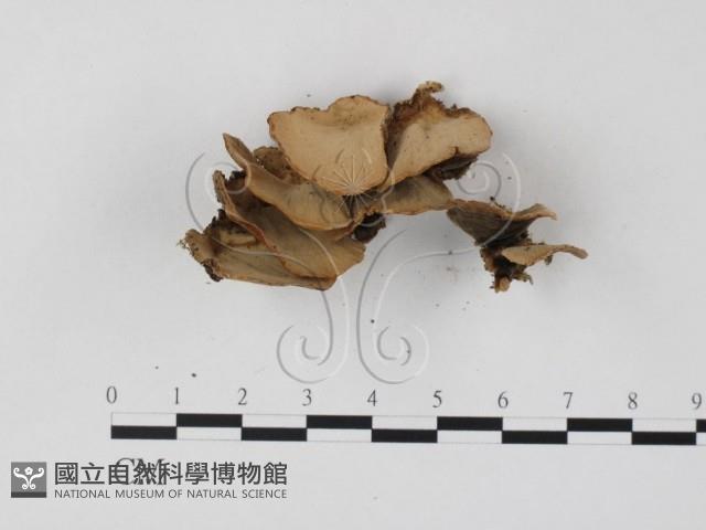 雲芝藏品圖，第4張
