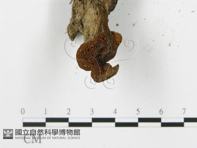 登錄號:F0010943藏品圖，第4張