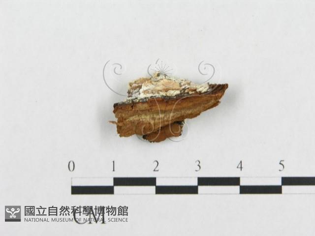 登錄號:F0019943藏品圖，第4張