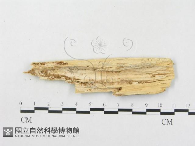 登錄號:F0008643藏品圖，第4張