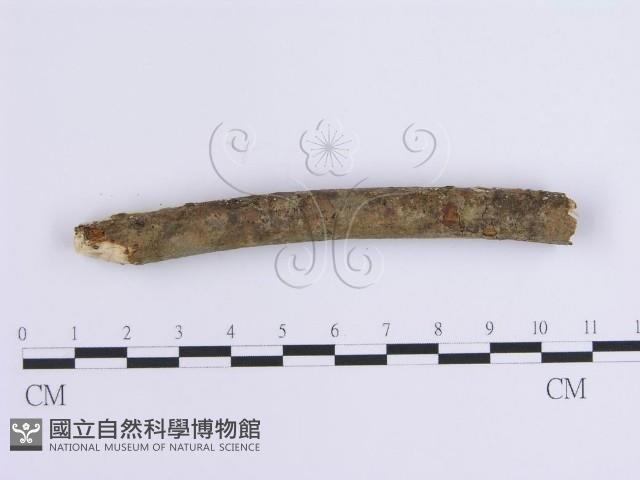 登錄號:F0001643藏品圖，第4張