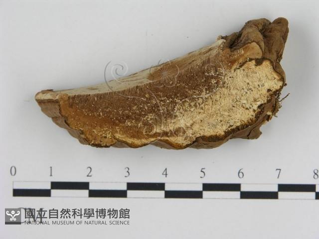 登錄號:F0006443藏品圖，第4張