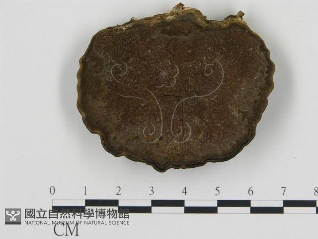 登錄號:F0004443藏品圖，第4張