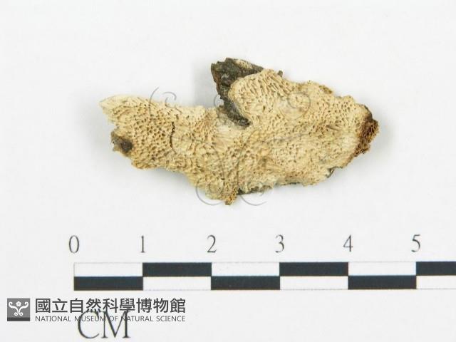 登錄號:F0017443藏品圖，第4張