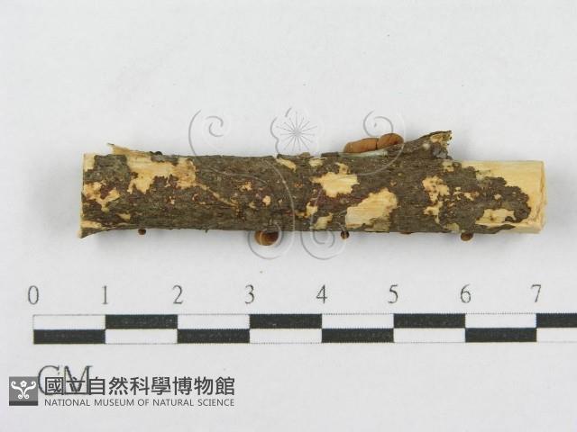 登錄號:F0010743藏品圖，第4張