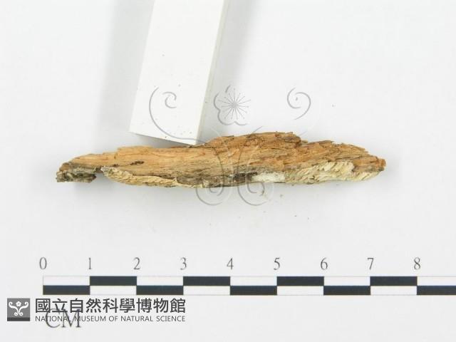 登錄號:F0019743藏品圖，第4張