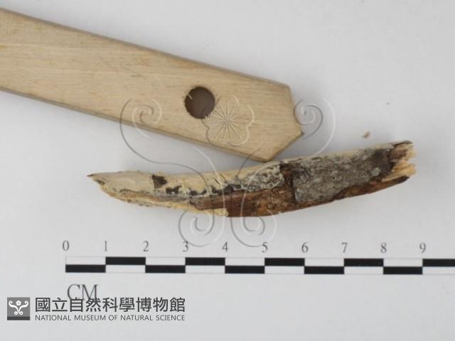 登錄號:F0010543藏品圖，第4張