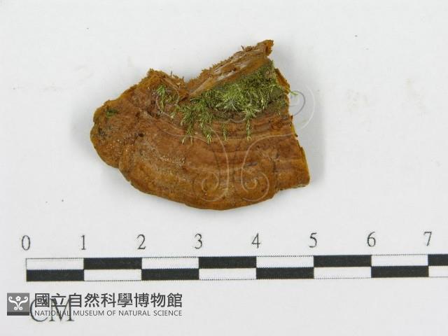 登錄號:F0017543藏品圖，第4張