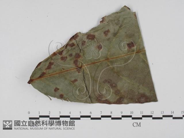 登錄號:F0019543藏品圖，第4張