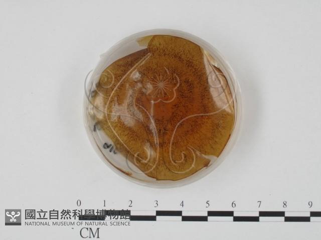 登錄號:F0022143藏品圖，第4張