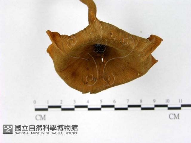 登錄號:F0011043藏品圖，第4張