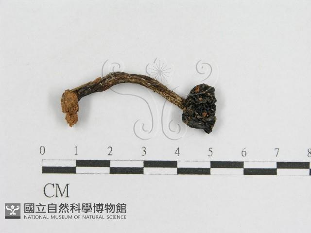 登錄號:F0002043藏品圖，第4張