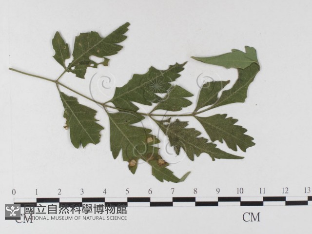 登錄號:F0026343藏品圖，第4張