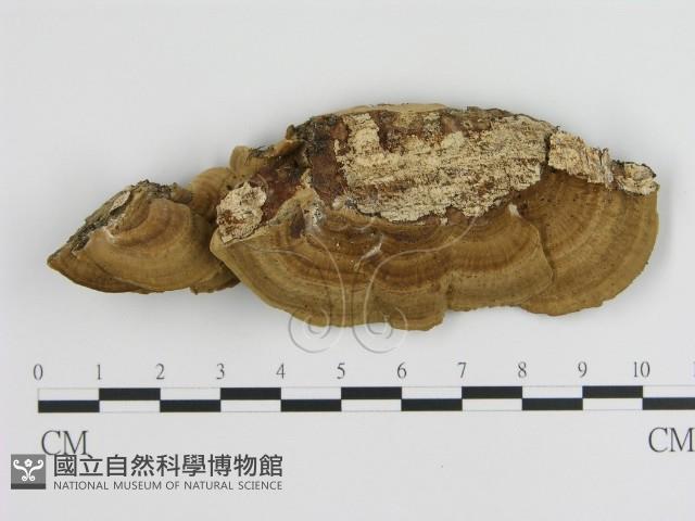 登錄號:F0011343藏品圖，第4張