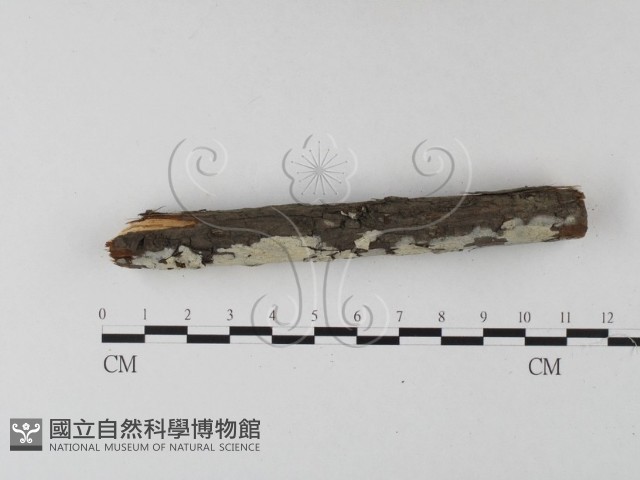 絲齒菌屬藏品圖，第4張