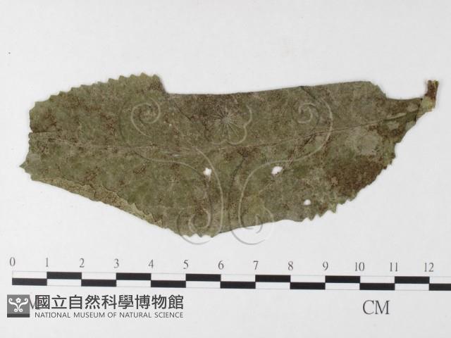 登錄號:F0026233藏品圖，第4張