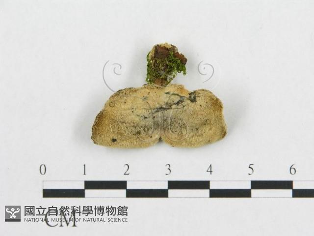 登錄號:F0017233藏品圖，第4張