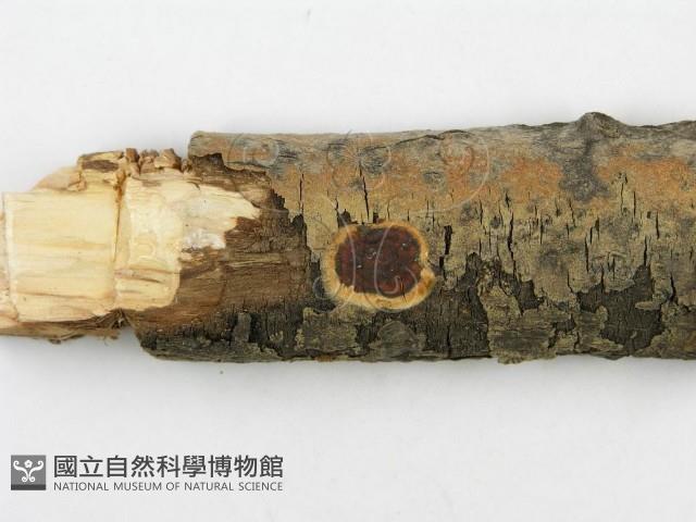 登錄號:F0015233藏品圖，第4張