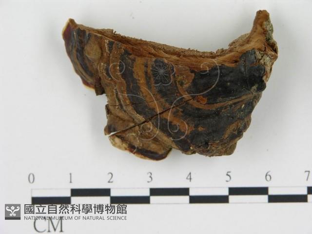 登錄號:F0018833藏品圖，第4張